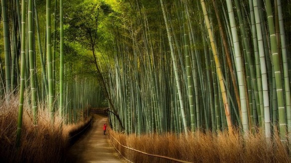 sagano bamboo forest -2