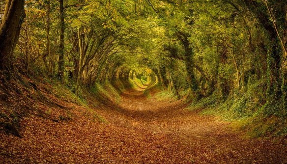 Tree tunnel, Halnaker England 1